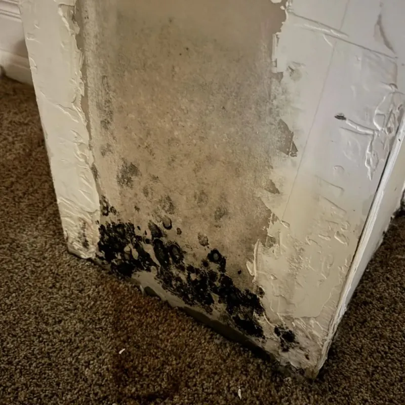 Professional Mold Removal in Pandora, OH